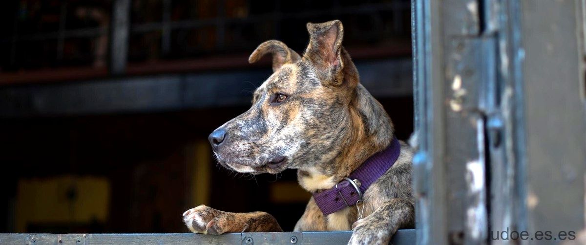 Presa Canario vs Dogo Argentino: ¿Cuál es el mejor perro de presa? - 1 - diciembre 19, 2023