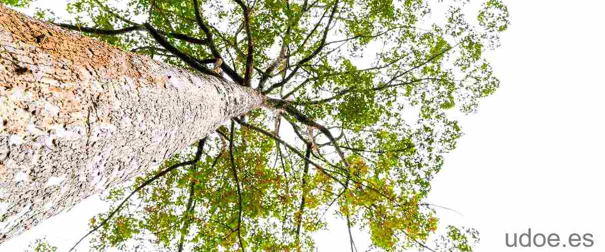 Cuánto mide un árbol: el enigma de su altura - 19 - diciembre 17, 2023