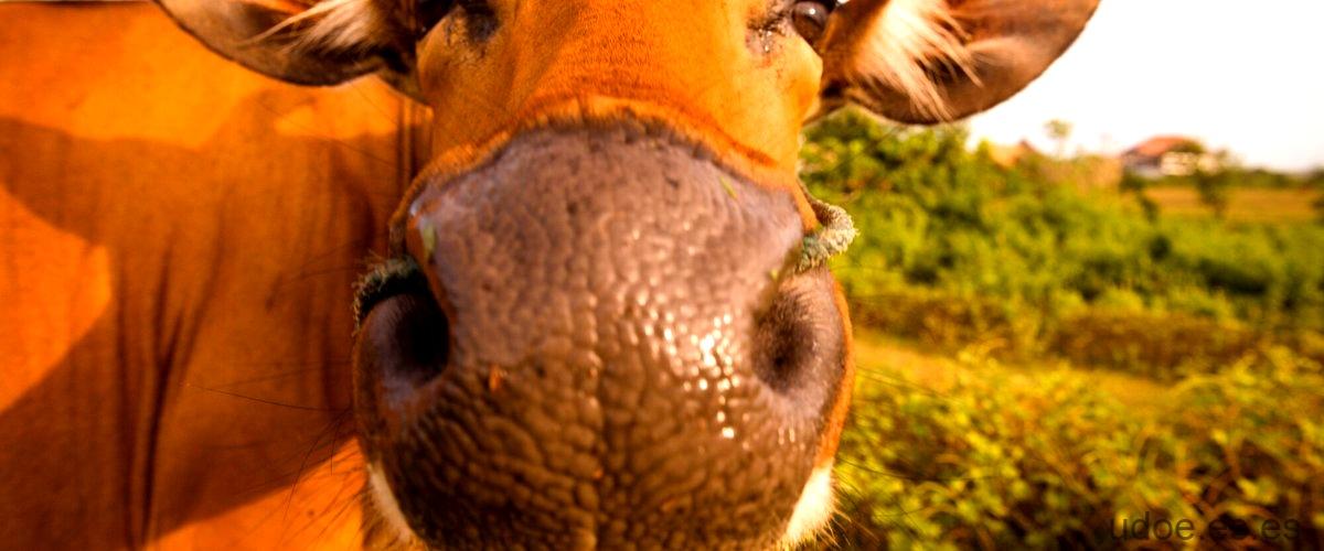 Vaca con piercing: la tendencia en el mundo bovino - 33 - diciembre 19, 2023
