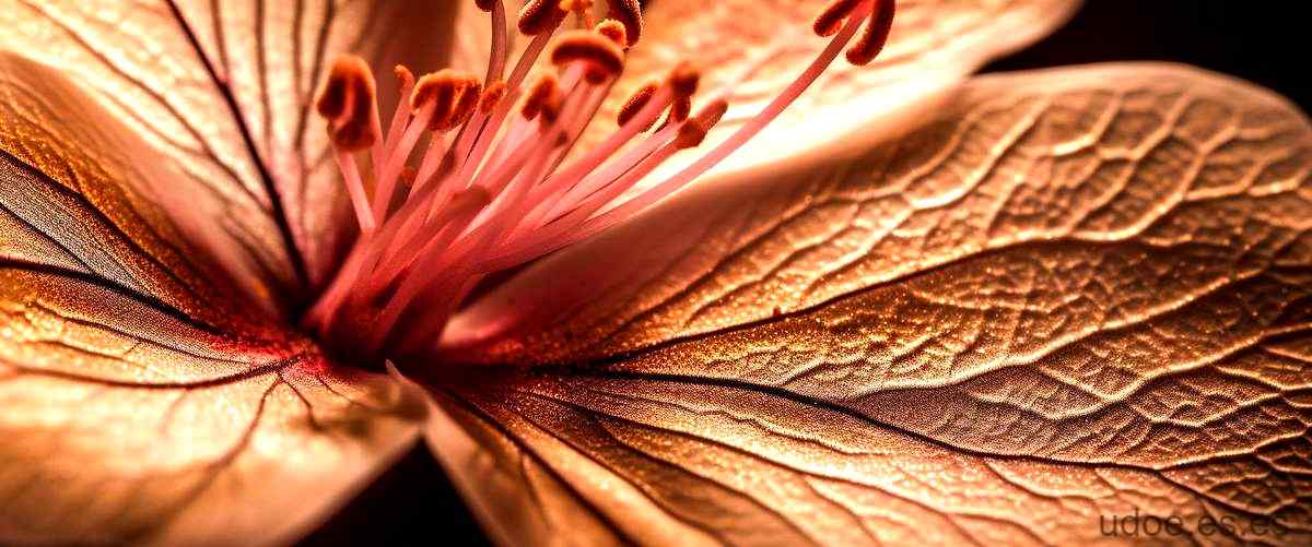 ¿Qué significa la flor de lirio en la Biblia?