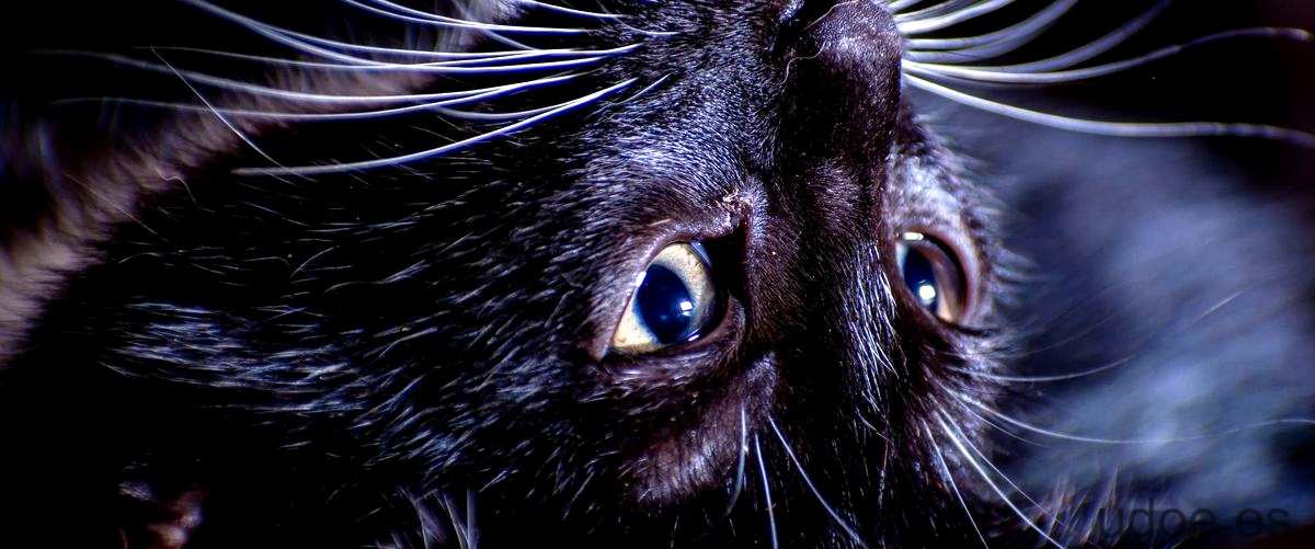 Gato lengua negra: misterio felino - 5 - diciembre 19, 2023