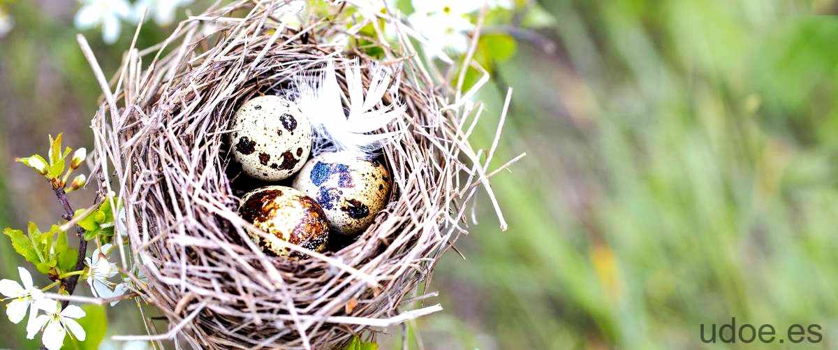 ¿Qué significa tener un nido de colibrí en tu casa?