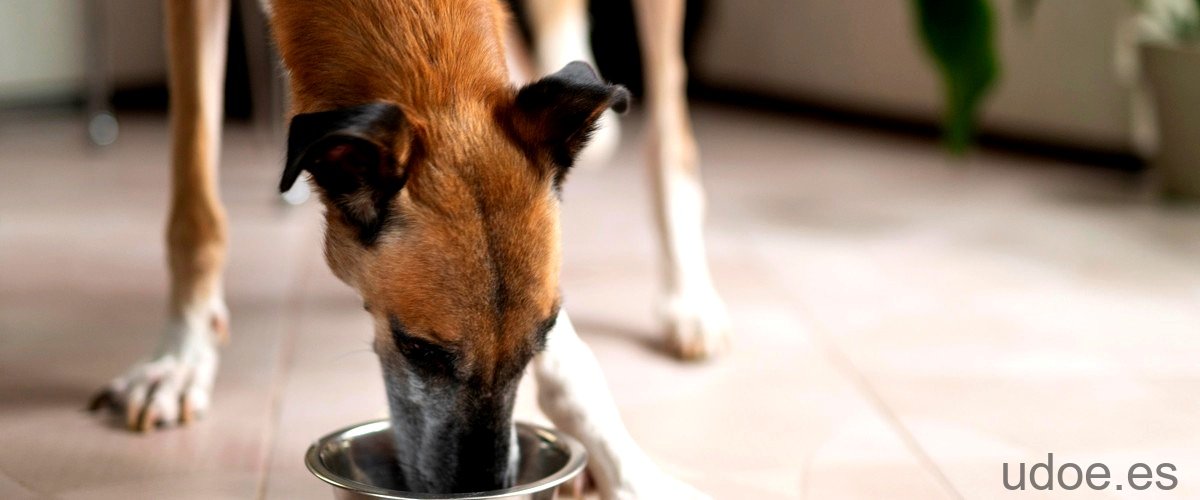 Los perros pueden comer fuet: ¿es seguro para ellos? - 3 - diciembre 23, 2023