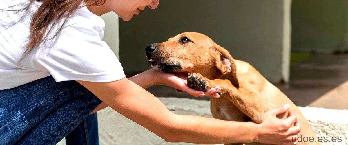 ¿Qué sucede si mi perrita se cruza con un perro más grande?