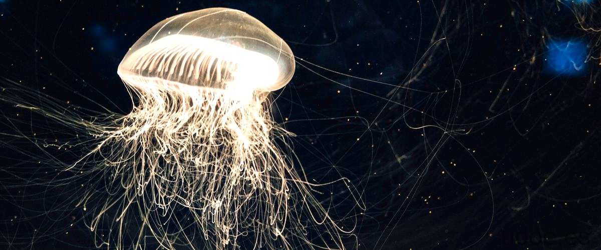 La medusa es un molusco: un mito desmentido - 27 - diciembre 29, 2023
