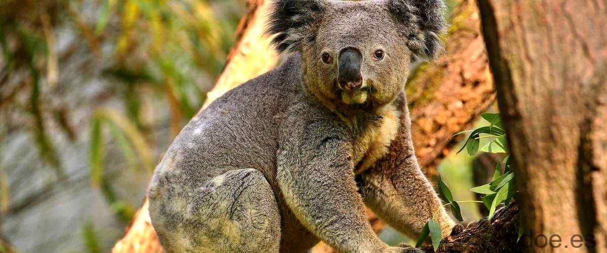 marsupial pequeño: el misterioso habitante de Australia - 37 - diciembre 25, 2023