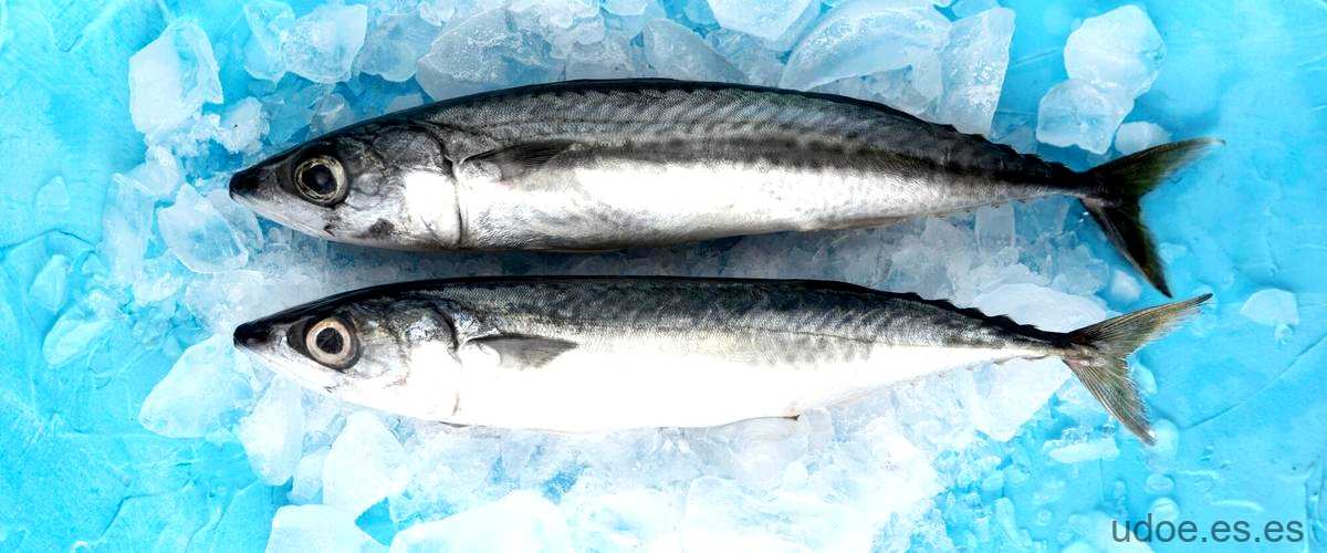 Pez marino parecido ala sardina: el hermano menor del océano. - 11 - diciembre 24, 2023