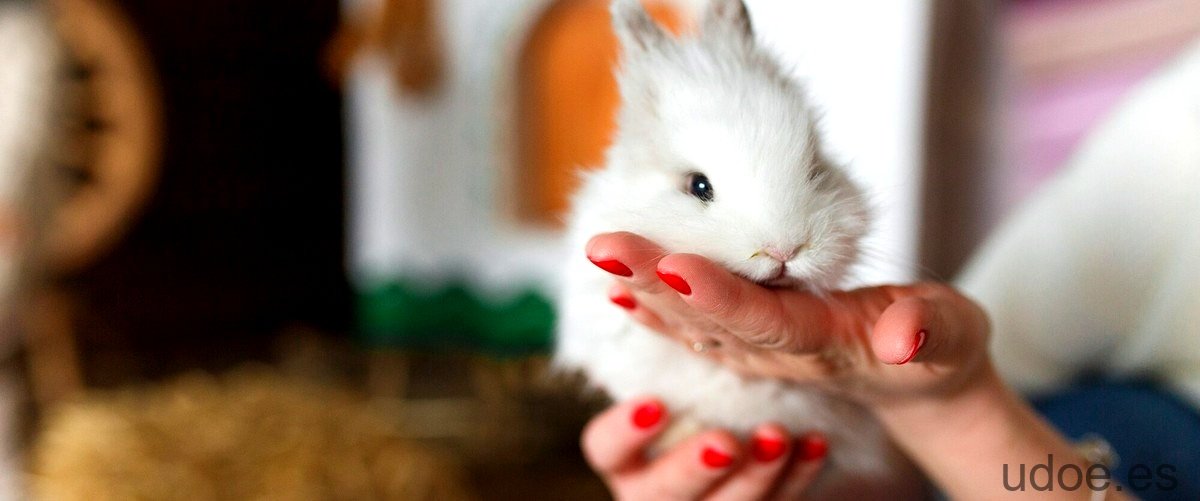 Los conejos pueden comer arándanos: una deliciosa y saludable opción. - 11 - diciembre 20, 2023