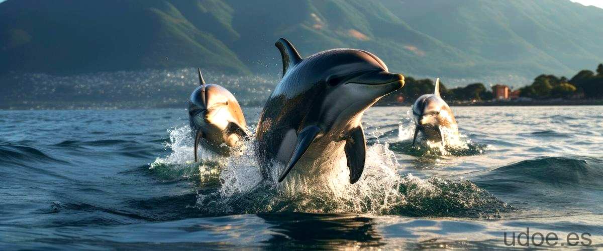 ¿Quién es más inteligente, el delfín o el ser humano?